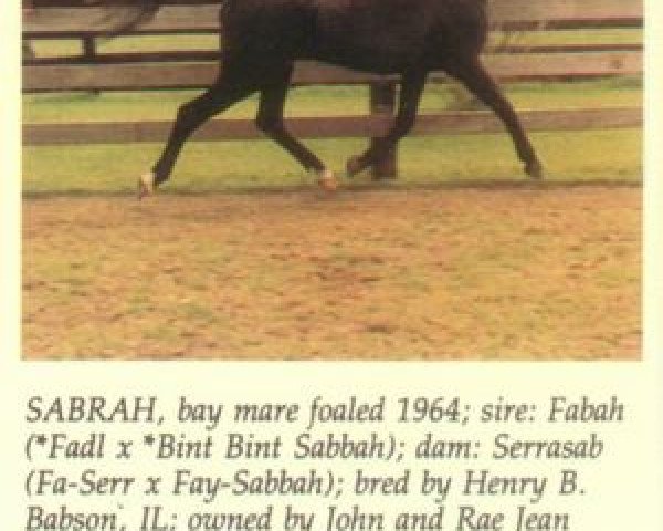broodmare Sabrah ox (Arabian thoroughbred, 1964, from Fabah 1950 ox)