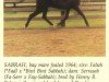 broodmare Sabrah ox (Arabian thoroughbred, 1964, from Fabah 1950 ox)