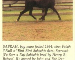 broodmare Sabrah ox (Arabian thoroughbred, 1964, from Fabah 1950 ox)