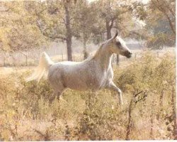 broodmare FA Halima ox (Arabian thoroughbred, 1970, from Ansata Ibn Halima 1958 EAO)