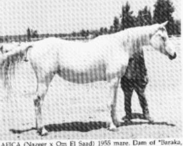 broodmare Rafica EAO (Arabian thoroughbred, 1955, from Nazeer 1934 RAS)