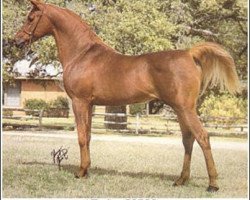 stallion Refky ox (Arabian thoroughbred, 1963, from Morafic 1956 EAO)