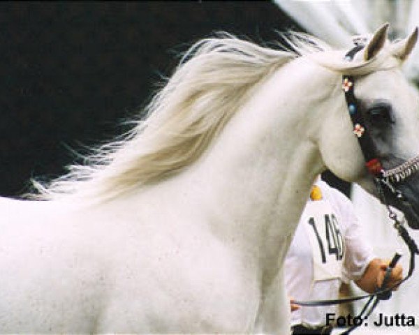 stallion ZT Sahjat 1992 ox (Arabian thoroughbred, 1992, from Ruminaja Bahjat 1977 EAO)