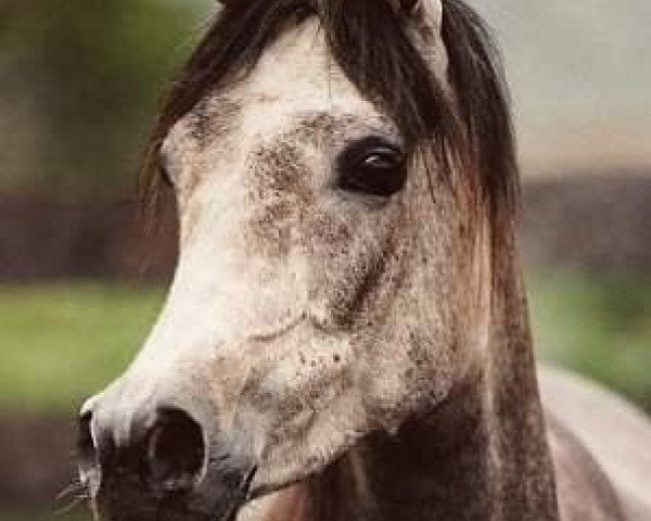 broodmare Nadeemah II ox (Arabian thoroughbred, 1995, from ZT Sahjat 1992 ox)