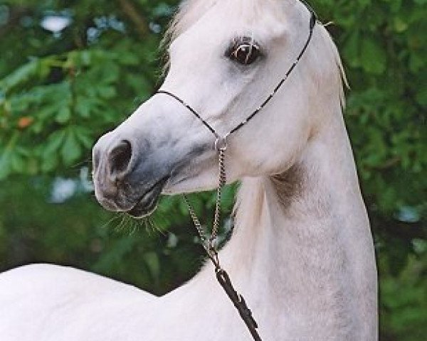 horse Nadirah El Shah (Arabian thoroughbred, 1998, from El Ahhim Shah EAO)