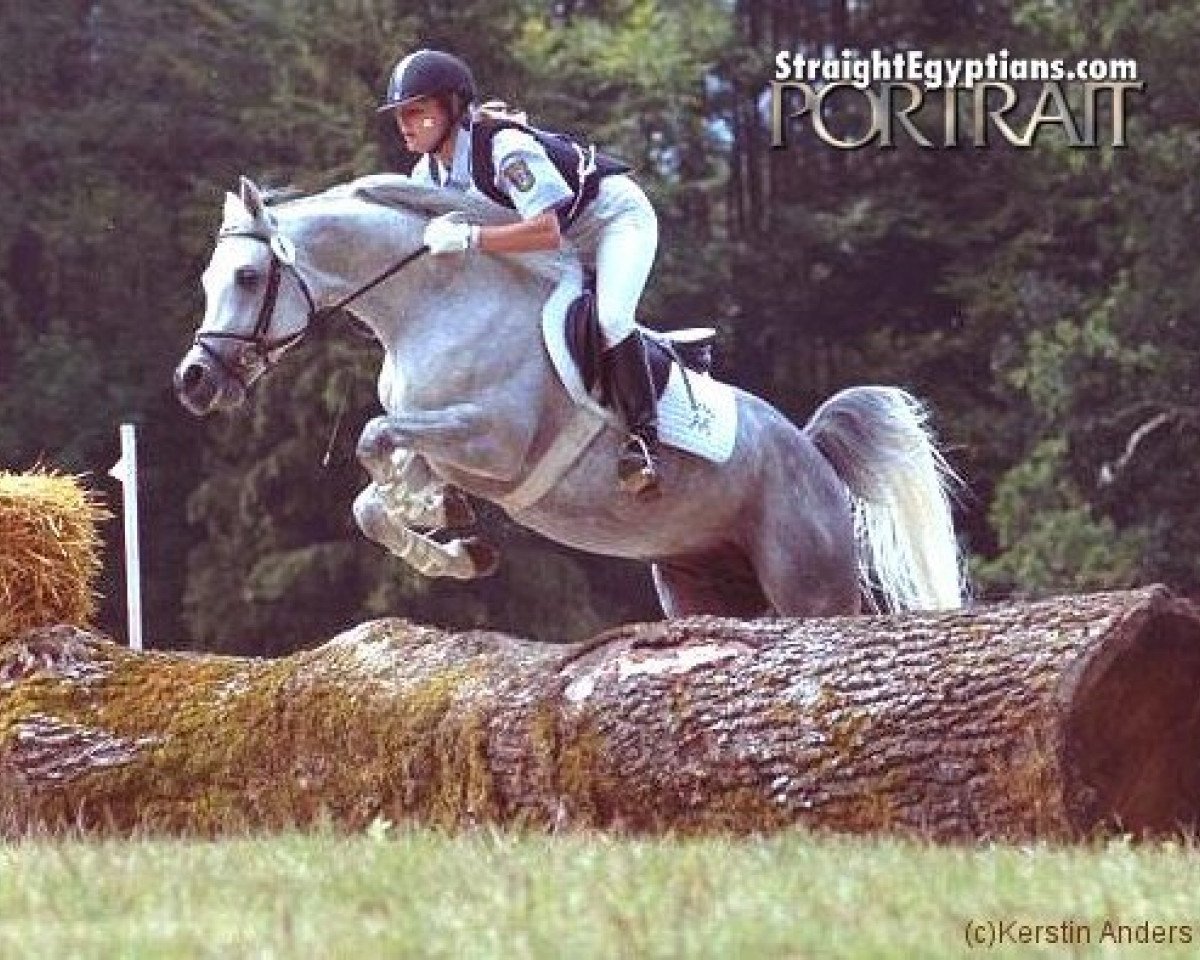 stallion Authentic Ibn Nawaal ox (Arabian purebred, 1999, from Maysoun 1985 ox)