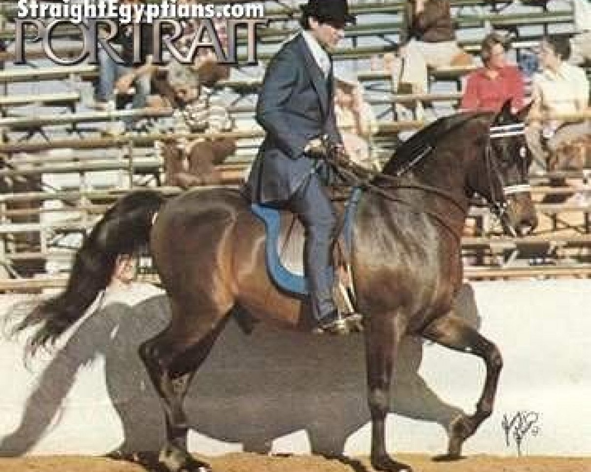 Deckhengst Shamruk ox (Vollblutaraber, 1973, von Ibn Hafiza 1959 EAO)