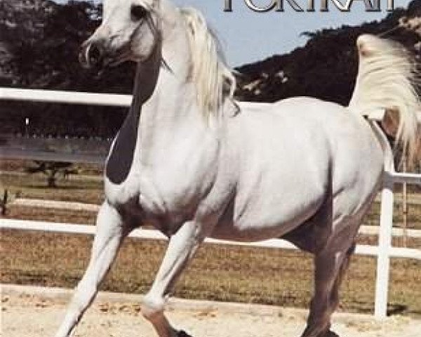 stallion Amaal ox (Arabian thoroughbred, 1968, from Morafic 1956 EAO)