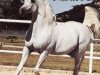 stallion Amaal ox (Arabian thoroughbred, 1968, from Morafic 1956 EAO)