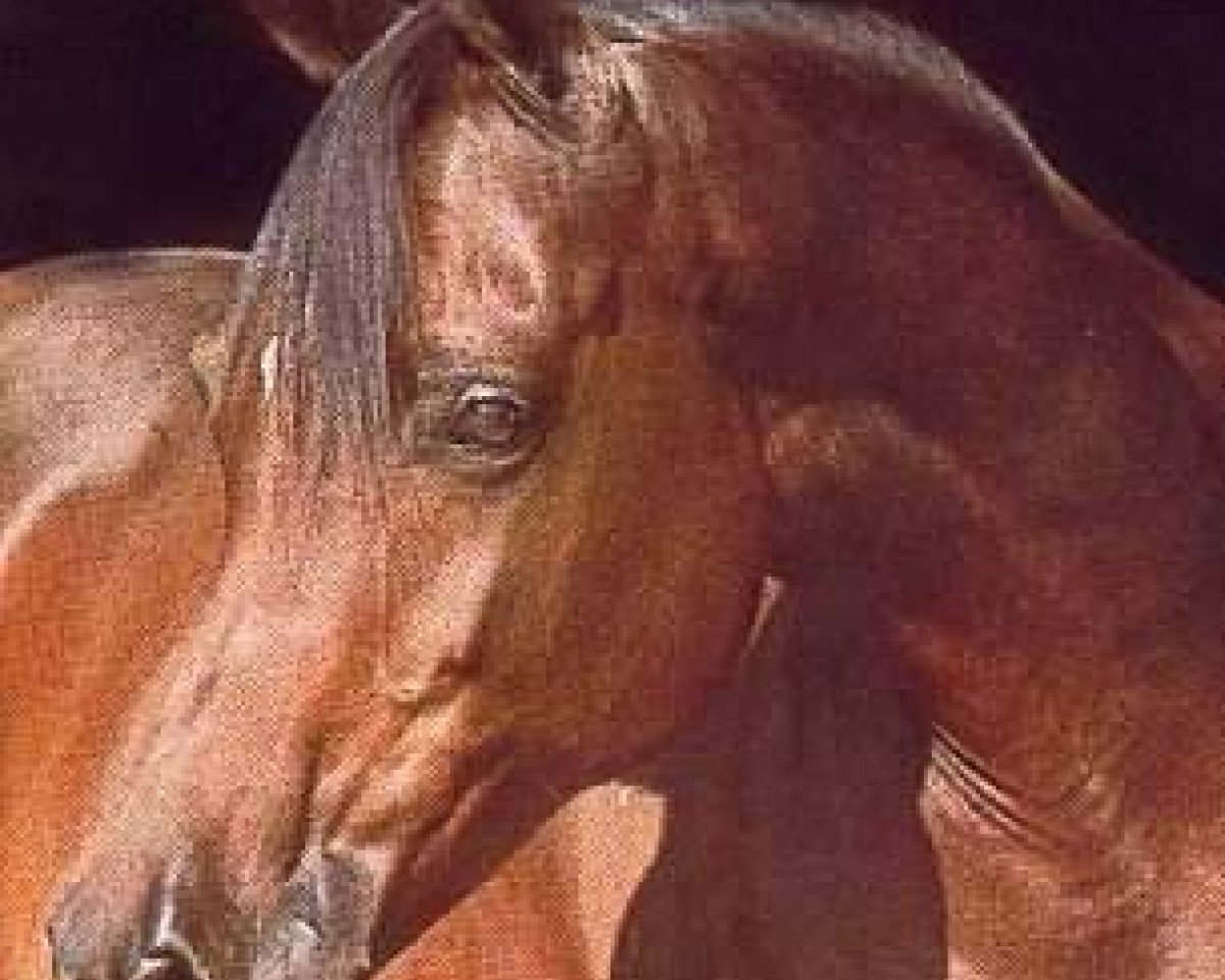 broodmare Dahmah Shahwaniah ox (Arabian purebred, 1966, from Ansata Ibn Halima 1958 EAO)