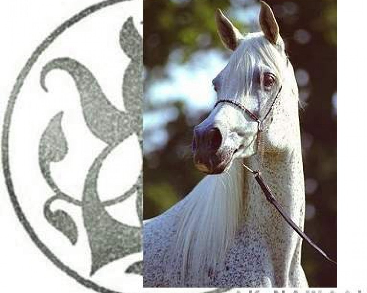 broodmare AK Nawaal ox (Arabian purebred, 1981, from The Egyptian Prince 1967 ox)