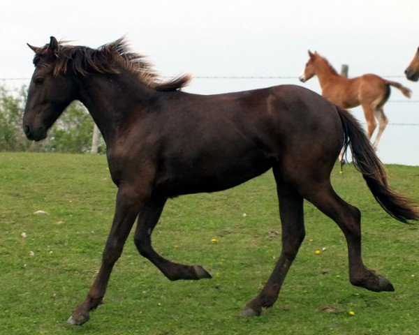 Pferd Adelheidis HPH (Warlander, 2012, von Xadrez Do Pentagono)