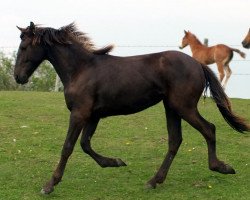 horse Adelheidis HPH (Warlander, 2012, from Xadrez Do Pentagono)