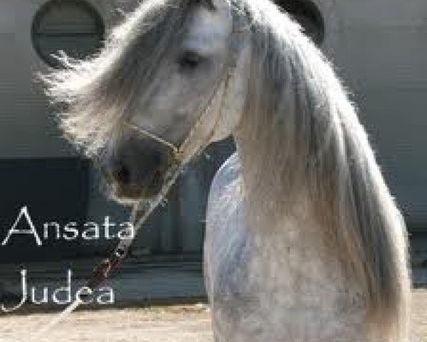 broodmare Ansata Judea ox (Arabian thoroughbred, 1978, from Ansata Abu Sudan ox)