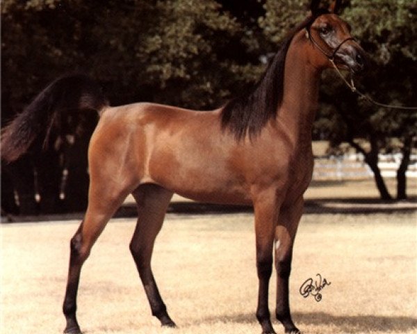 broodmare Ansata Justina ox (Arabian thoroughbred, 1984, from Jamil ox)