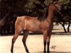 broodmare Ansata Justina ox (Arabian thoroughbred, 1984, from Jamil ox)