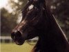 broodmare Alijamila ox (Arabian thoroughbred, 1987, from Ruminaja Ali 1976 ox)