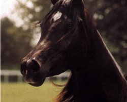 broodmare Alijamila ox (Arabian thoroughbred, 1987, from Ruminaja Ali 1976 ox)