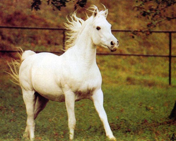 stallion Moneef ox (Arabian thoroughbred, 1975, from Hadban Enzahi 1952 EAO)