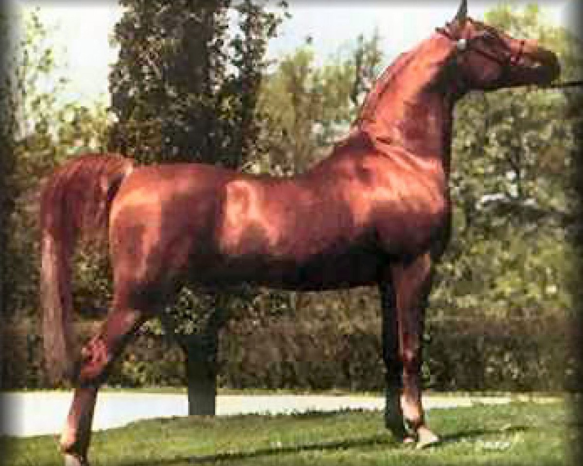 stallion Dalul EAO (Arabian purebred, 1968, from Morafic 1956 EAO)