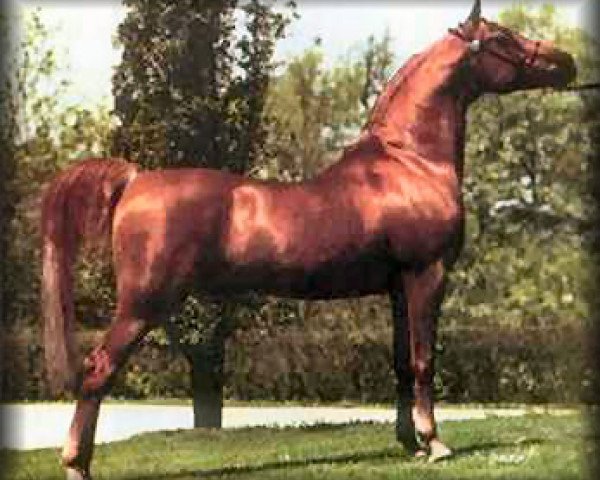 stallion Dalul EAO (Arabian thoroughbred, 1968, from Morafic 1956 EAO)