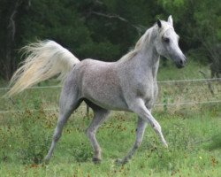 broodmare Daheda EAO (Arabian thoroughbred, 1987, from Dalul EAO)