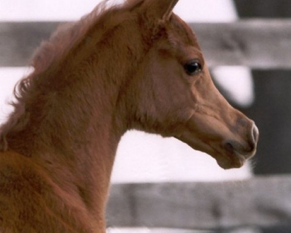 broodmare True Romance EAO (Arabian thoroughbred, 2002, from True Colours EAO)