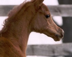 broodmare True Romance EAO (Arabian thoroughbred, 2002, from True Colours EAO)