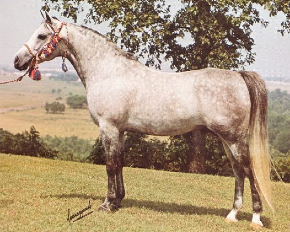 stallion Samim ox (Arabian purebred, 1966, from Ansata Ibn Halima 1958 EAO)