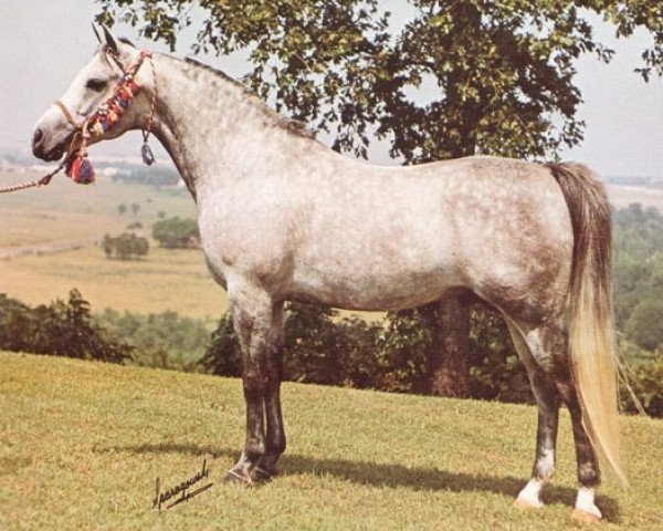 stallion Samim ox (Arabian thoroughbred, 1966, from Ansata Ibn Halima 1958 EAO)