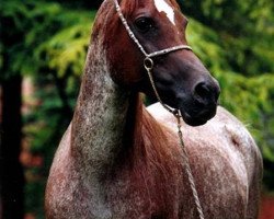 broodmare Shahwana EAO (Arabian thoroughbred, 1990, from El Moniet EAO)