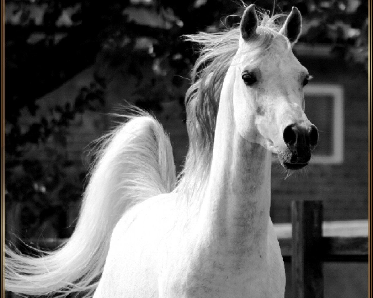 stallion Sahib ox (Arabian purebred, 2001, from Salaa El Dine EAO)