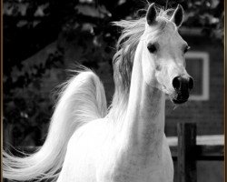 stallion Sahib ox (Arabian thoroughbred, 2001, from Salaa El Dine EAO)