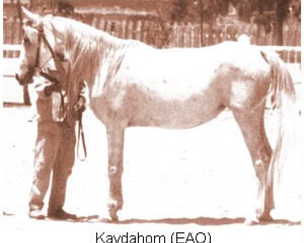 broodmare Kaydahom EAO (Arabian thoroughbred, 1957, from Nil 1954 EAO)