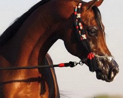 stallion Shy Gayfeen EAO (Arabian thoroughbred, 1998, from Safeen EAO)