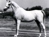 broodmare Morgana ox (Arabian thoroughbred, 1973, from Morafic 1956 EAO)