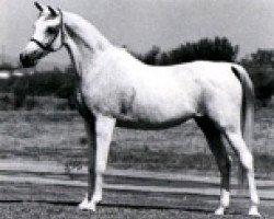 Zuchtstute Morgana ox (Vollblutaraber, 1973, von Morafic 1956 EAO)