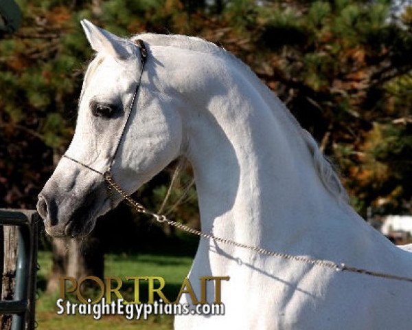 stallion EAI Silvereen ox (Arabian thoroughbred, 1996, from Safeen EAO)