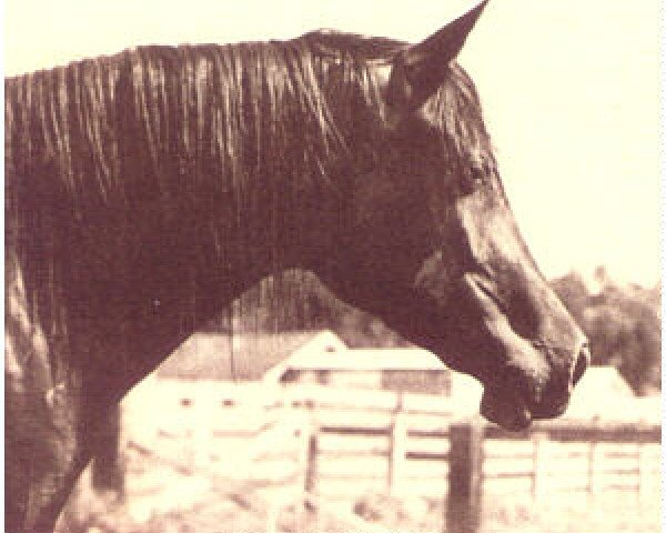 broodmare Fa Dena EAO (Arabian thoroughbred, 1962, from Fa-Serr ox)