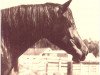 broodmare Fa Dena EAO (Arabian thoroughbred, 1962, from Fa-Serr ox)