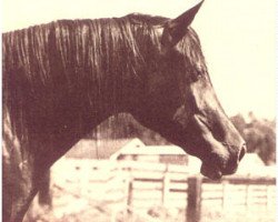 broodmare Fa Dena EAO (Arabian thoroughbred, 1962, from Fa-Serr ox)