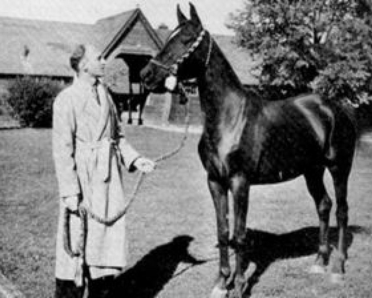 broodmare Bint Bint Durra RAS (Arabian purebred, 1930, from Ibn Rabdan 1917 RAS)