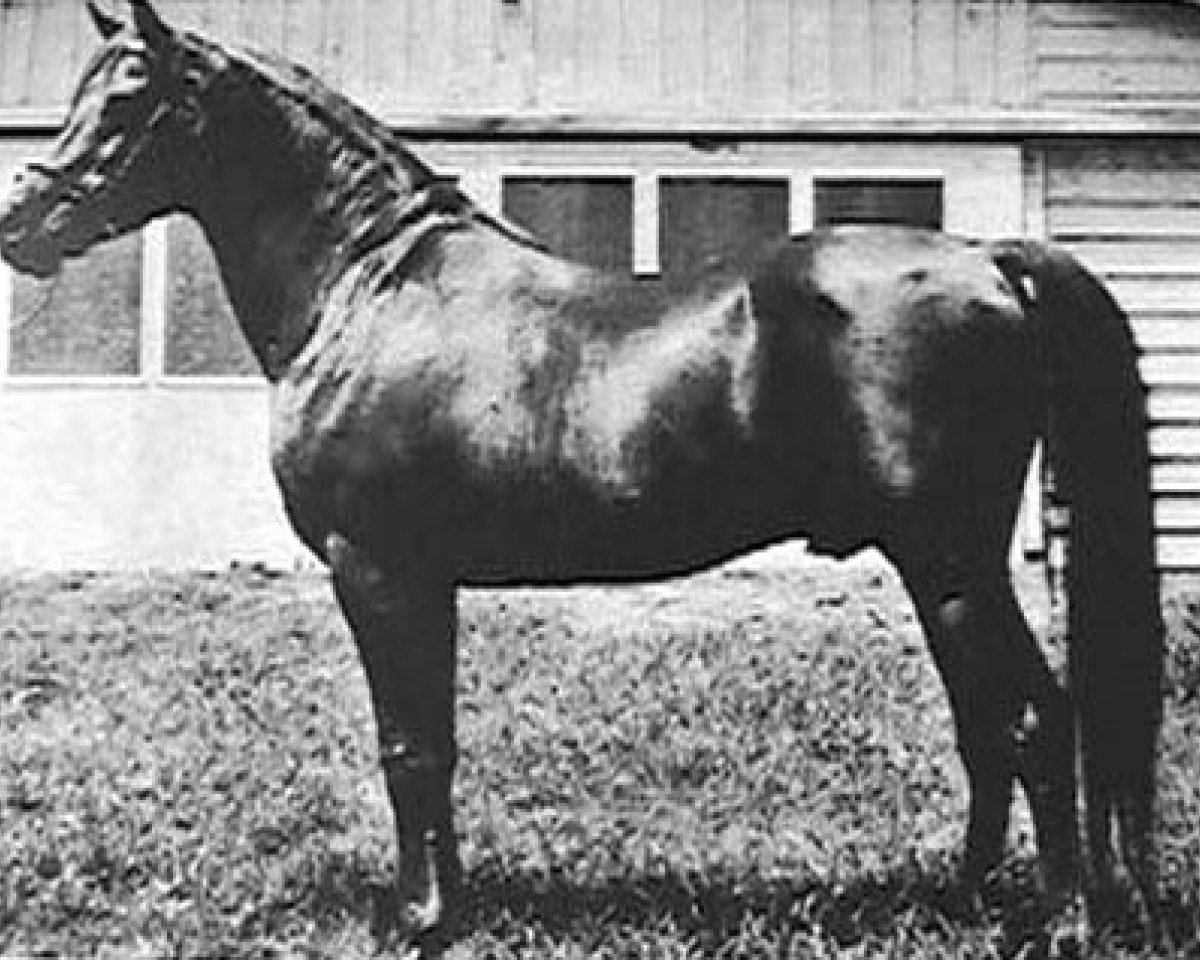 stallion Daaldan EAO (Arabian purebred, 1945, from Faddan ox)