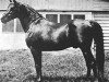 stallion Daaldan EAO (Arabian thoroughbred, 1945, from Faddan ox)