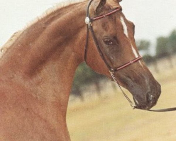 broodmare Hoyeda EAO (Arabian thoroughbred, 1963, from Morafic 1956 EAO)