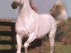 stallion Moniet El Nafis ox (Arabian thoroughbred, 1976, from Ibn Moniet El Nefous 1964 EAO)