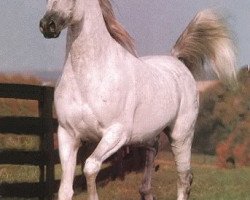 stallion Moniet El Nafis ox (Arabian thoroughbred, 1976, from Ibn Moniet El Nefous 1964 EAO)