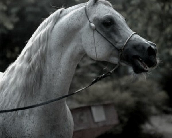 stallion Safeen EAO (Arabian thoroughbred, 1991, from Ibn Safinaz EAO)