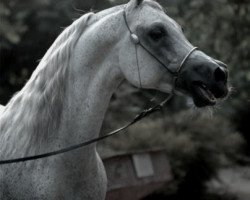 stallion Safeen EAO (Arabian thoroughbred, 1991, from Ibn Safinaz EAO)