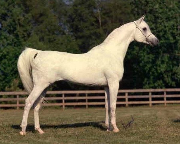 stallion Prince FA Moniet ox (Arabian thoroughbred, 1981, from The Egyptian Prince 1967 ox)